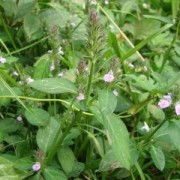 四川宏益生物 深耕植物提取，驅(qū)動(dòng)大健康產(chǎn)業(yè)創(chuàng)新